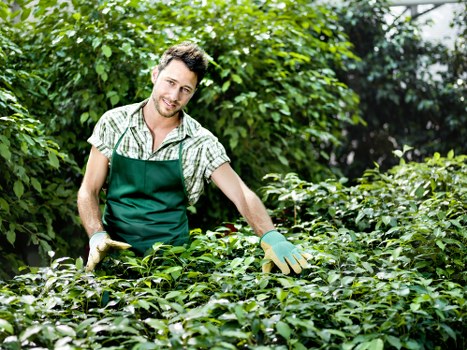 Selection of native plants suitable for Bayswater landscaping