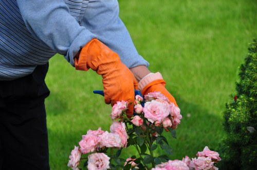 Healthy and neatly trimmed garden hedges
